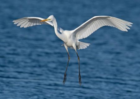 Close-up Photography of a White Egret