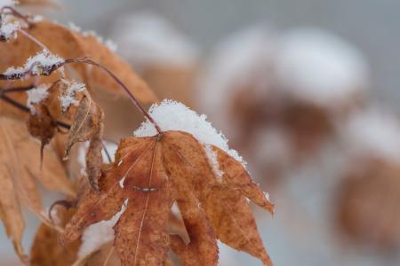 Close Up Photography of a Withered Leaf