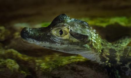 Close-up Photography of Baby Alligator