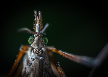 Close-up Photography of Beetle