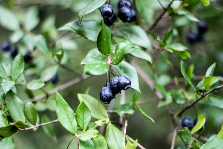Close-Up Photography of Blueberries