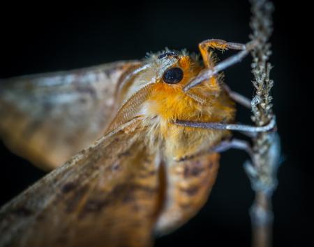 Close-Up Photography of Brown and Orange Moth