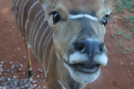 Close-Up Photography of Brown and White Striped Deer