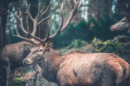 Close-Up Photography of Brown Deer