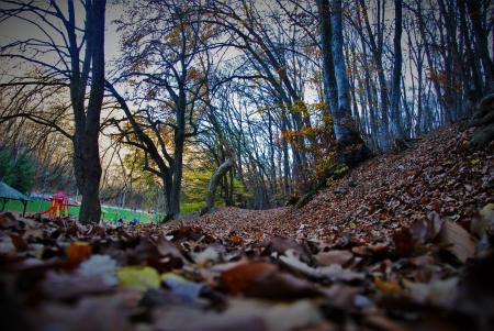 Close Up Photography of Brown Dried Leaf Inside Forest during Day Time