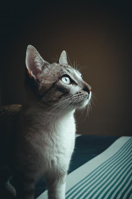 Close-up Photography of Cat