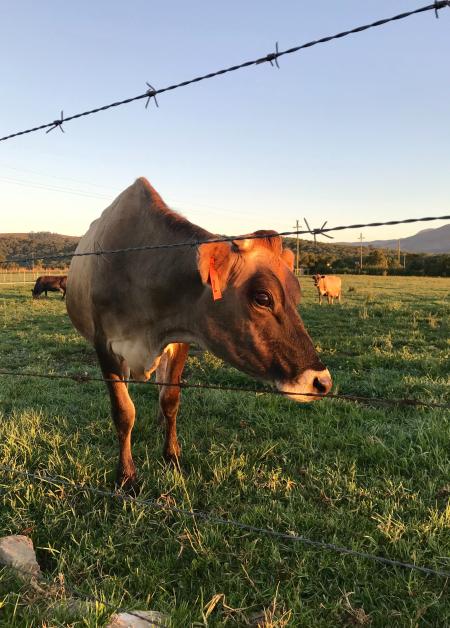 Close-Up Photography of Cow on Grass Field