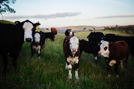 Close-up Photography of Cows