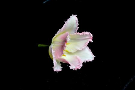Close-up Photography of Flower