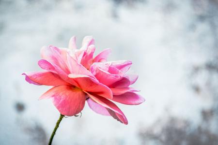 Close-Up Photography of Flower