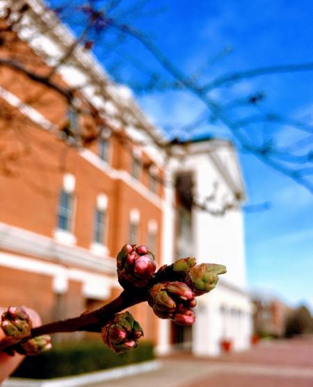 Close-up Photography of Flower Buds