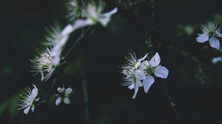 Close-Up Photography of Flowers