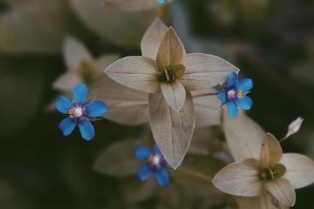 Close-up Photography of Flowers