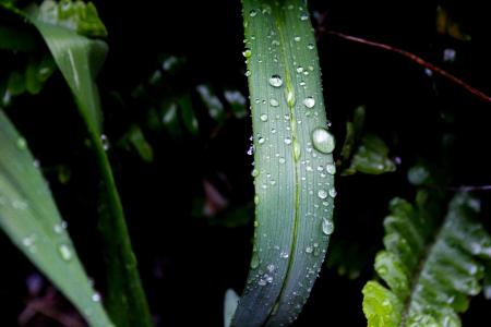 Close-up Photography of Green Leaf Plant With Water Dew