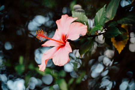 Close-Up Photography of Hibiscus Flower