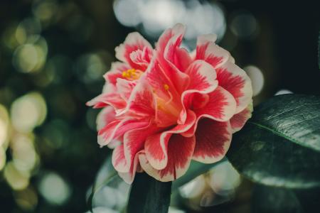 Close-Up Photography of Hibiscus