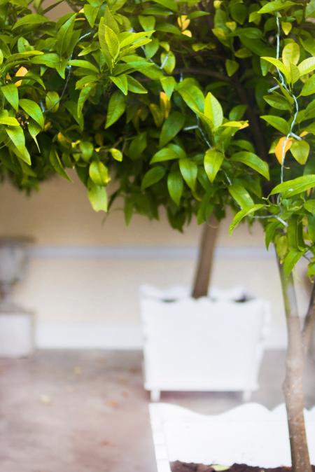 Close-Up  Photography of Leaves
