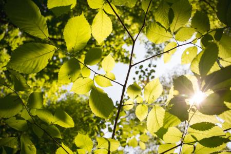 Close-Up Photography of Leaves