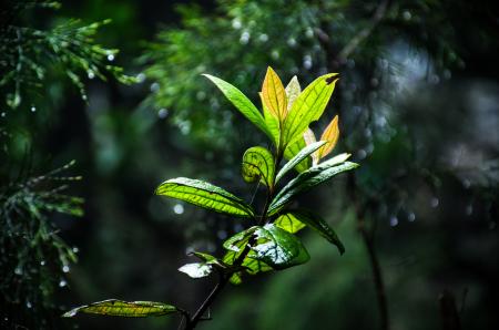 Close-Up Photography of leaves