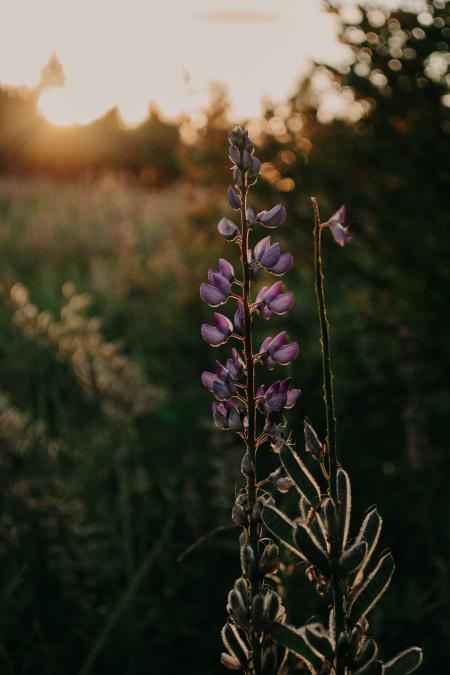 Close-up Photography of Lupines