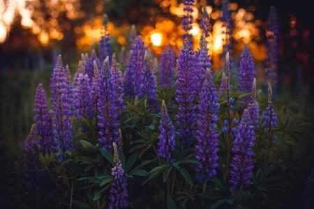 Close-up Photography of Lupines