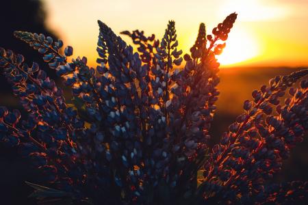 Close-up Photography of Lupines