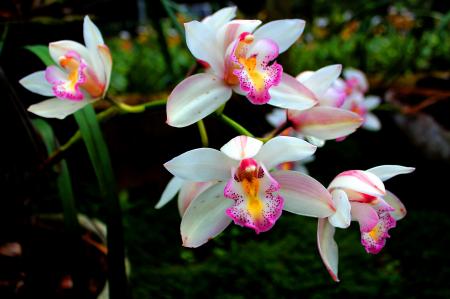 Wild Orchid