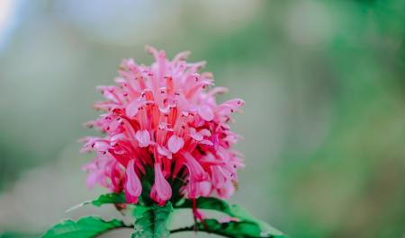 Close-Up Photography of Pink Flower