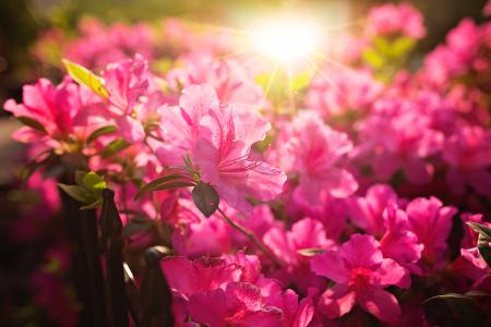 Close-Up Photography of Pink Flowers