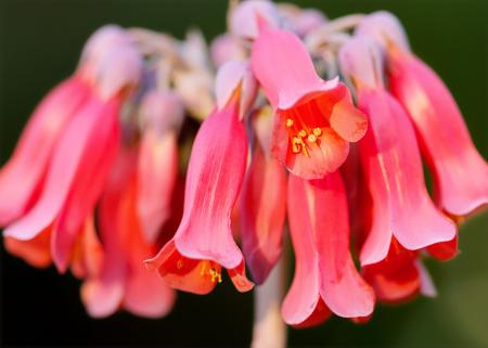 Close Up Photography Of Pink Flowers