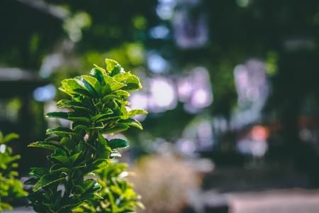 Close-Up Photography of Plant