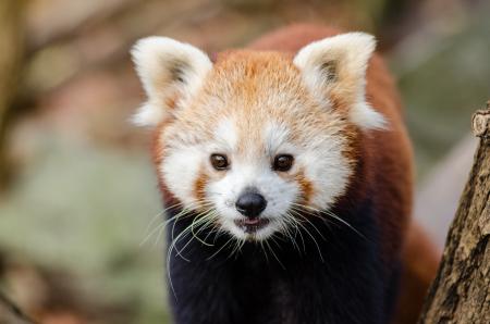Close Up Photography of Red Panda