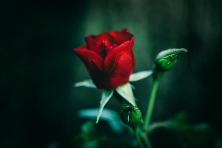 Close-Up Photography of Red Rose