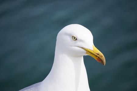 Close Up Photography of Seagull