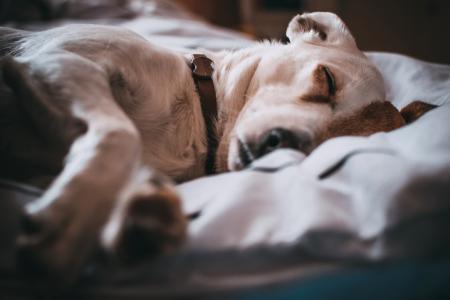 Close-Up Photography of Sleeping Dog