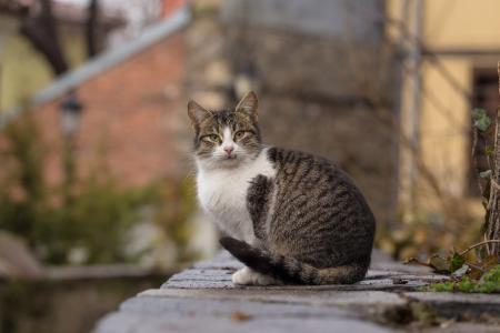 Close-Up Photography of Tabby Cat