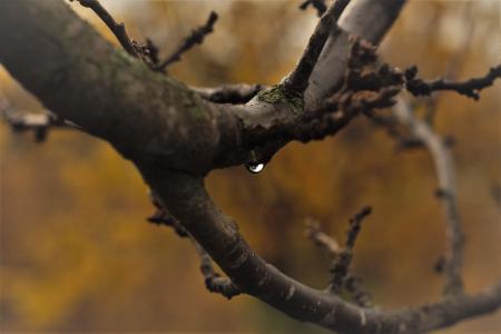 Close-Up Photography of Tree Branches