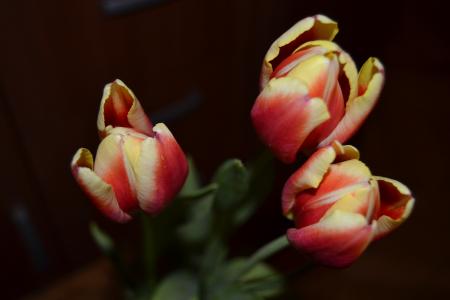 Close-up Photography of Tulips