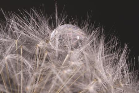Close Up Photography of Water Drop on White Dandelion Flower