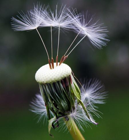 Close Up Photography of White Dandelion Seed