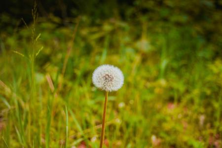 Close Up Photography of White Flower