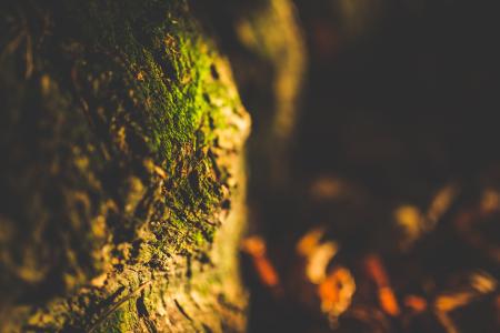 Close Up Shot of Green Moss