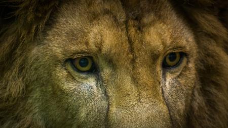 Close-Up Shot Of Lion