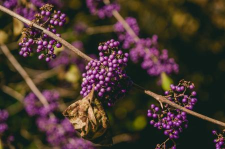 Close Up View of Purple and Brown Flower