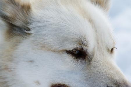 Close up with a husky