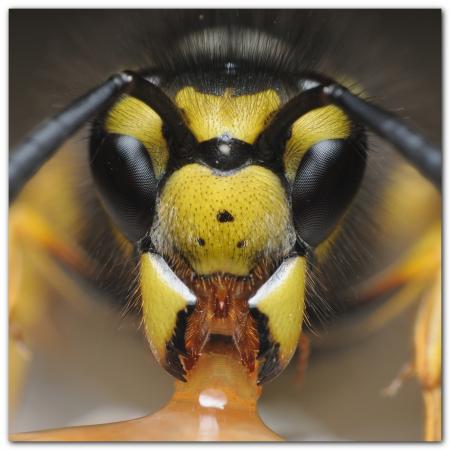 Close Wasp