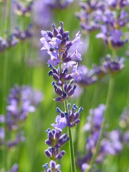 Closed Up Photo of Violet Flower