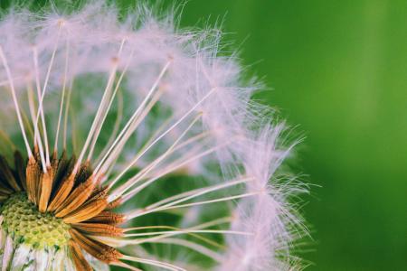 Closed Up Photograph of Dandelion Seeds