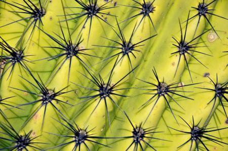 Closeup green cactus with needles