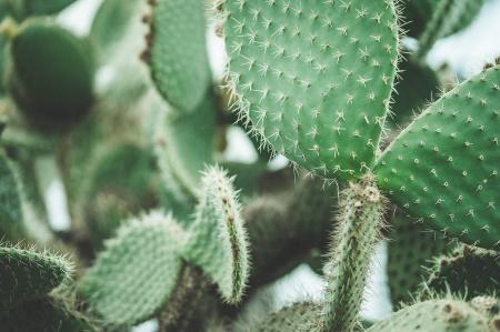 Close-up of Cactus